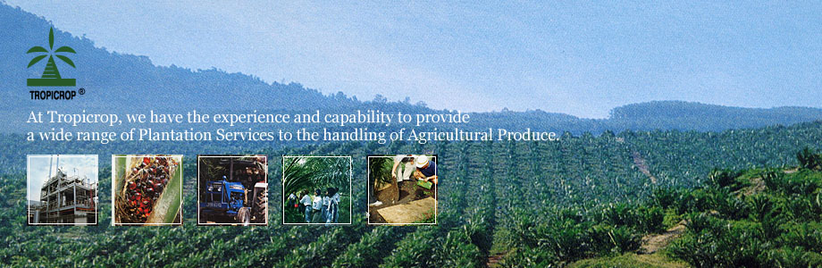 Tropicrop - We have the experience and capability to provide a wide range of Plantation Services to the handling of Agricultural Produce